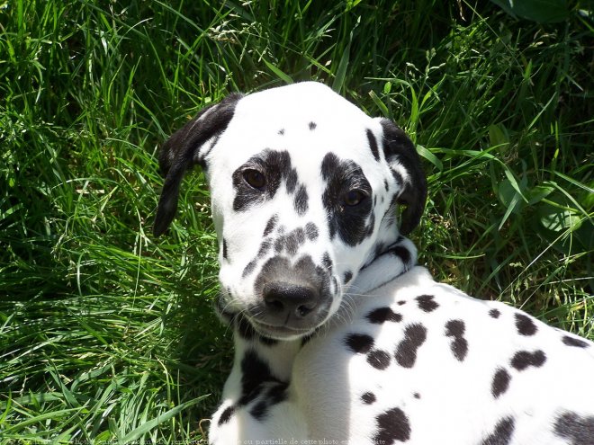 Photo de Dalmatien