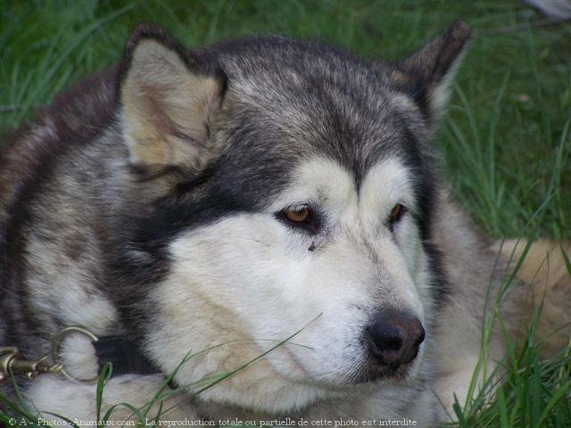 Photo de Malamute de l'alaska