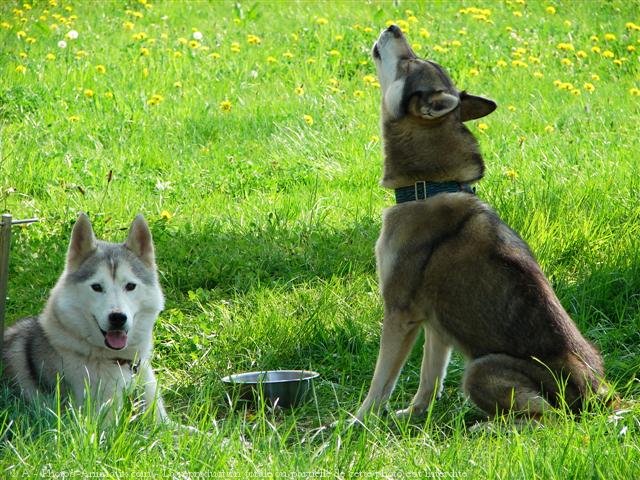 Photo de Races diffrentes