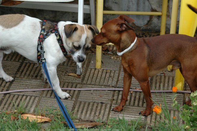 Photo de Pinscher nain