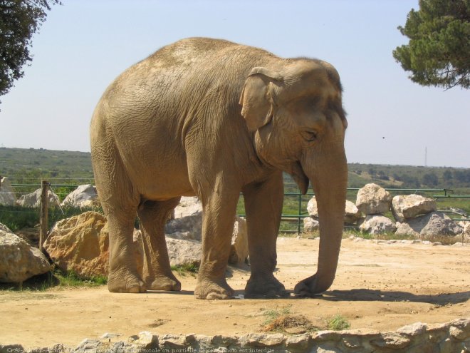 Photo d'Elphant d'asie