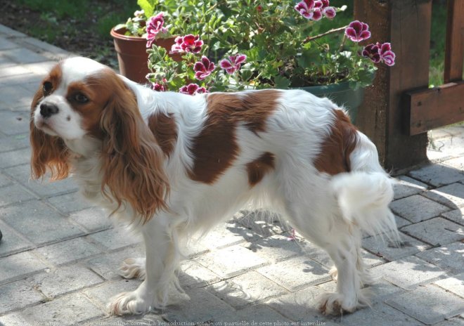 Photo de Cavalier king charles spaniel