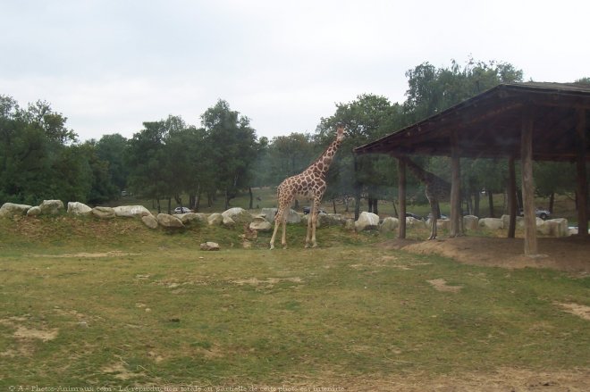 Photo de Girafe