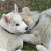 Photo de Husky siberien