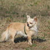 Photo de Chihuahua  poil long