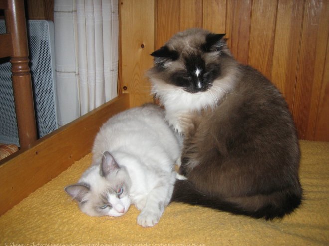 Photo de Ragdoll