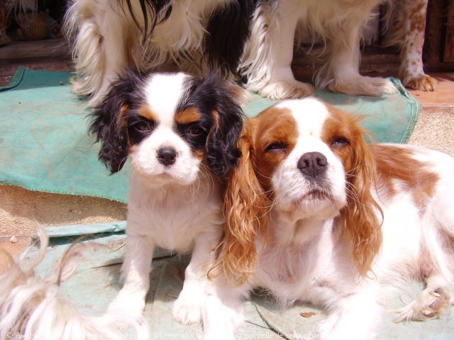 Photo de Cavalier king charles spaniel