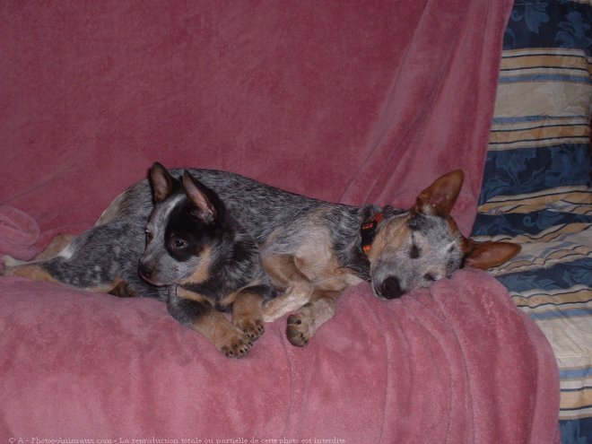 Photo d'Australian cattle dog