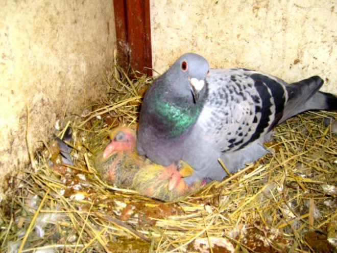 Photo de Pigeon