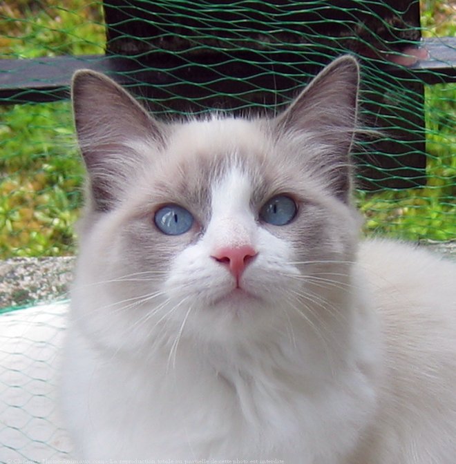 Photo de Ragdoll