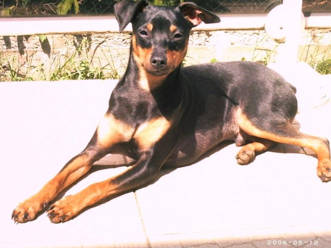 Photo de Pinscher allemand