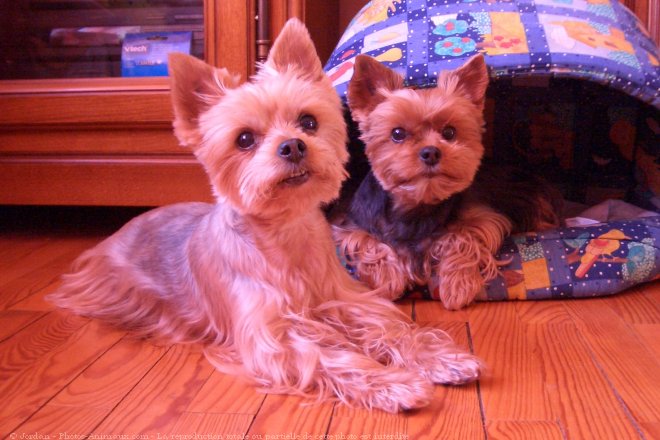 Photo de Yorkshire terrier