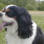 Photo de Cavalier king charles spaniel