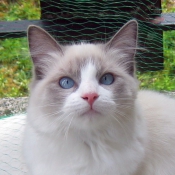 Photo de Ragdoll