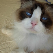 Photo de Ragdoll