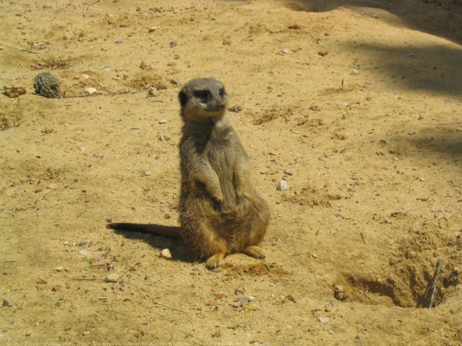 Photo de Suricate