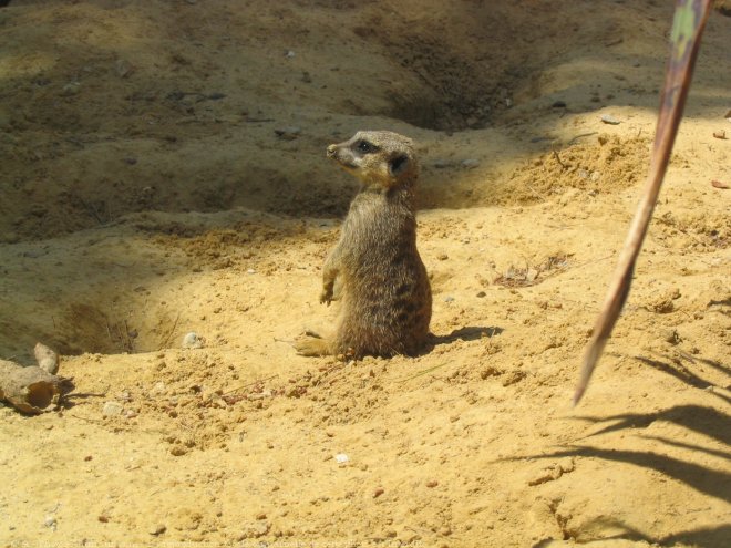 Photo de Suricate