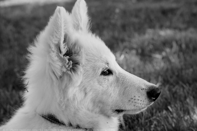 Photo de Berger blanc suisse