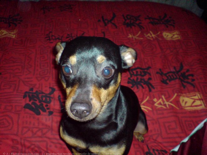 Photo de Pinscher allemand