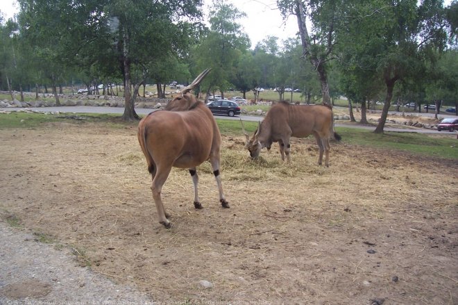 Photo d'Antilope