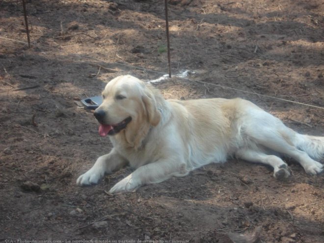 Photo de Golden retriever