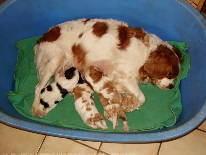 Photo de Cavalier king charles spaniel