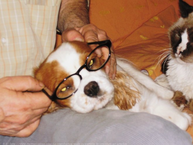 Photo de Cavalier king charles spaniel