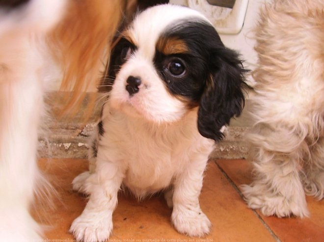 Photo de Cavalier king charles spaniel