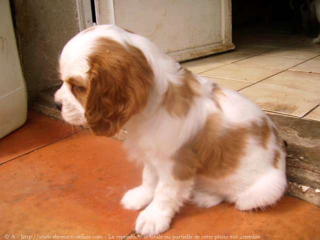 Photo de Cavalier king charles spaniel