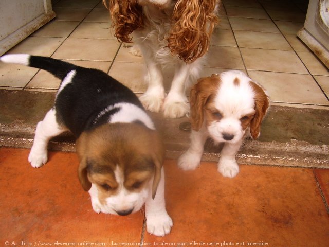 Photo de Cavalier king charles spaniel