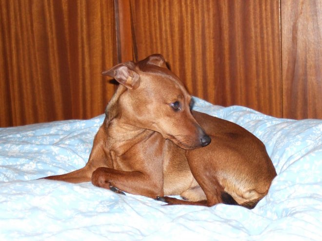 Photo de Pinscher nain