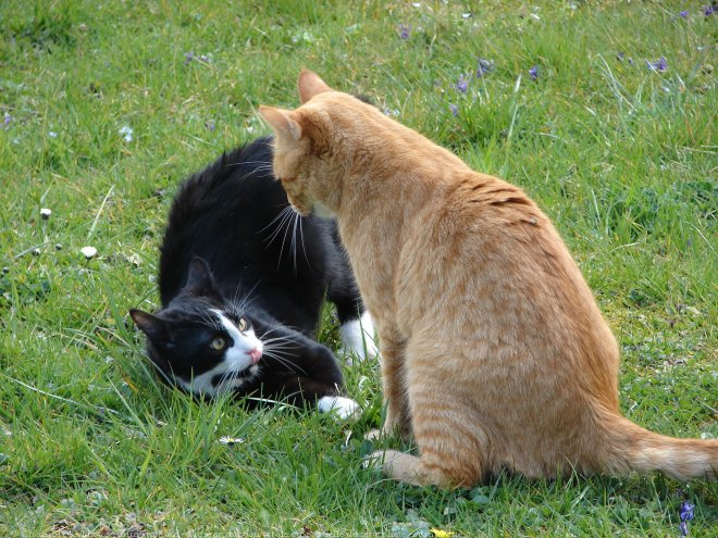 Photo de Chat domestique