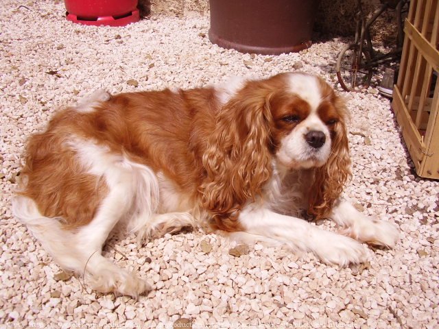 Photo de Cavalier king charles spaniel