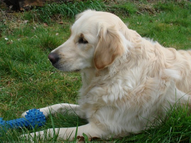 Photo de Golden retriever