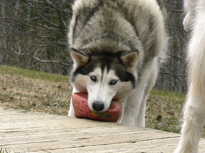 Photo de Husky siberien