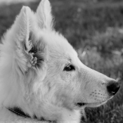 Photo de Berger blanc suisse