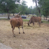 Photo d'Antilope