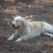 Photo de Golden retriever