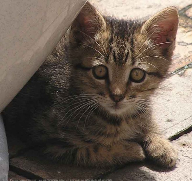 Photo de Chat domestique