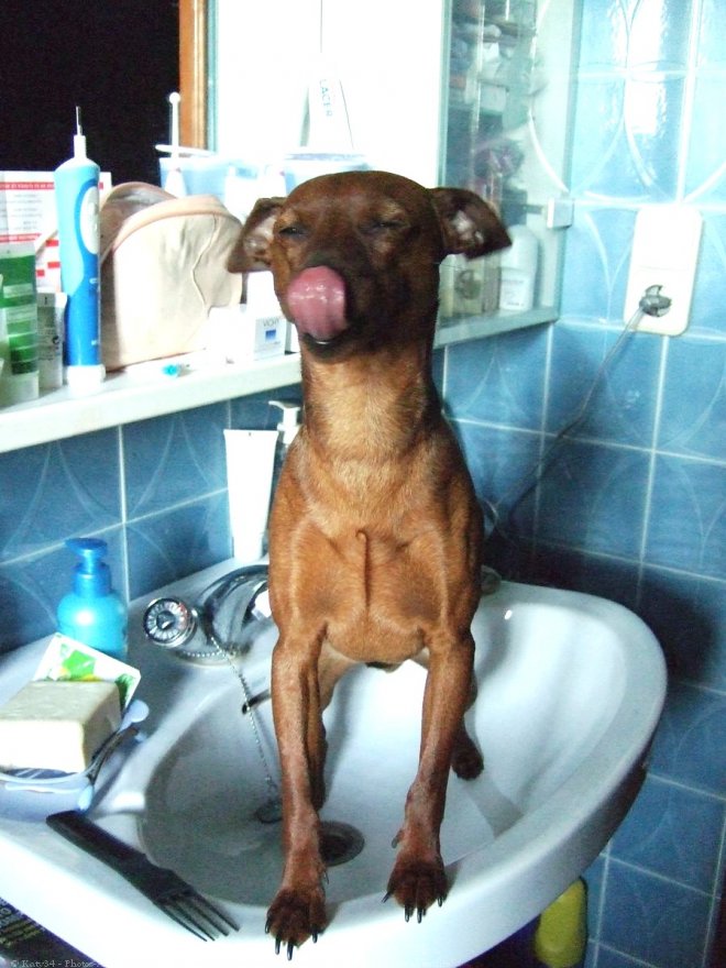 Photo de Pinscher nain