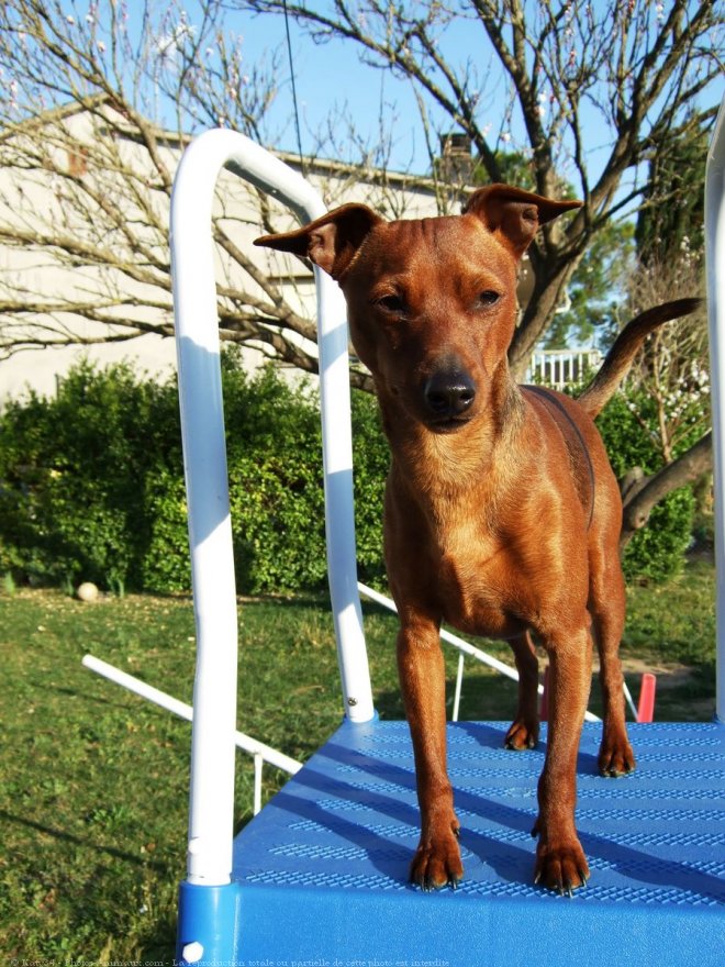 Photo de Pinscher nain