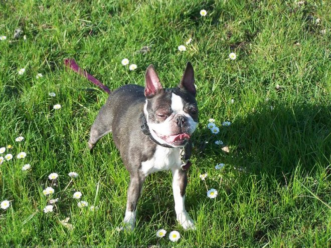 Photo de Boston terrier