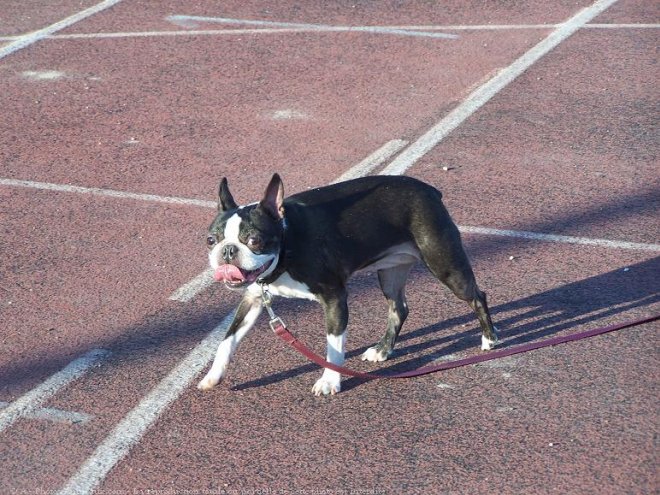 Photo de Boston terrier