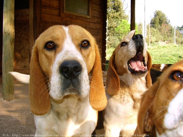 Photo de Beagle