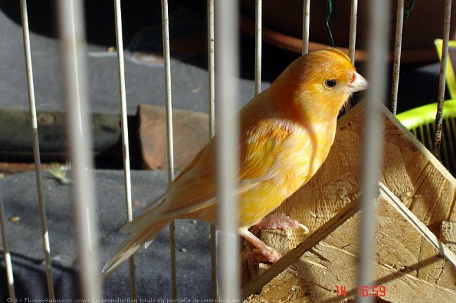 Photo de Canari