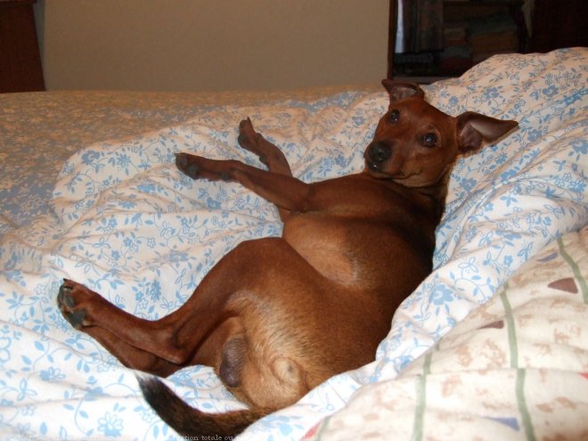 Photo de Pinscher nain