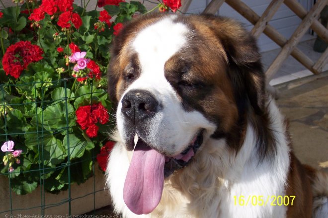 Photo de Saint-bernard poil long