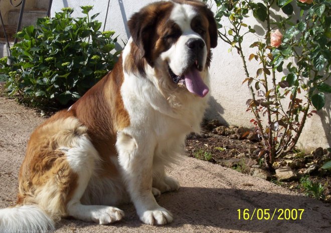 Photo de Saint-bernard poil long