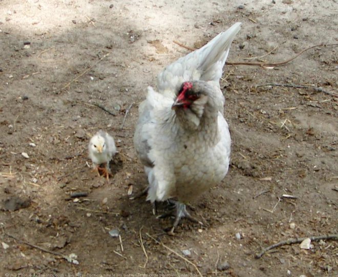 Photo de Poule