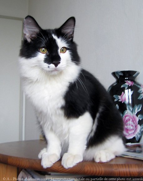 Photo de Kurilian bobtail poil long